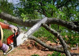 Federal Way, WA Tree Services Company