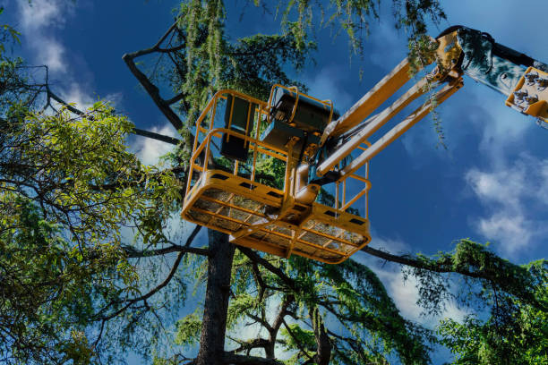 Best Tree Removal  in Federal Y, WA