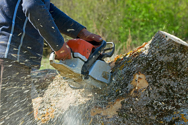 Tree and Shrub Care in Federal Way, WA